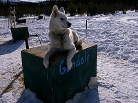 Sled dog: Gandalf 