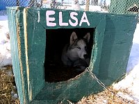 Sled dog: Elsa