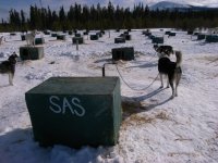 Sled dog: Sas