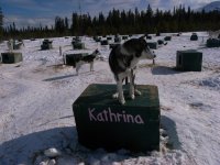 Sled dog: Kathrina