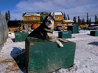 Sled dog relaxing