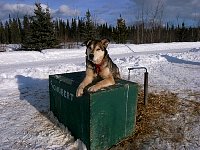 Sled dog relaxing