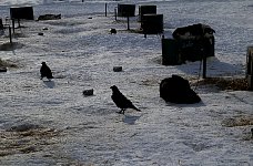 Ravens on dog yard