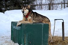 Sled dog relaxing