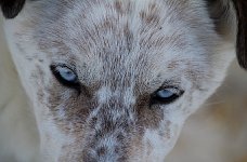 Young dog close-up