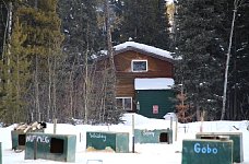 Dogs and cabin