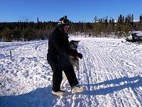 Walking a dog to the sled