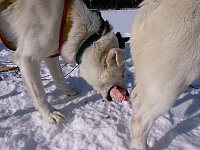 Yahtsee eating a snack