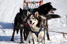 Happy sled dogs