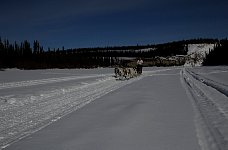 Dogsledding on the Yukon - in a t-shirt