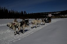 Dogsledding on the Yukon - in a t-shirt