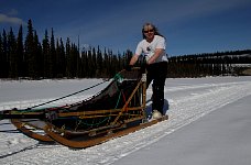 Dogsledding on the Yukon - in a t-shirt