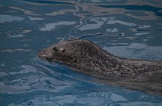 Seal in Quebec City aquarium