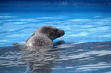 Seal in Quebec City aquarium