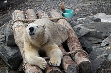 Polar Bear in Quebec City aquarium