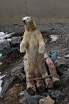 Polar Bear in Quebec City aquarium