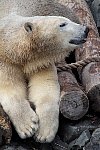 Polar Bear in Quebec City aquarium