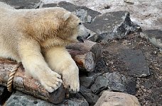 Polar Bear in Quebec City aquarium