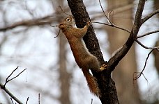 Squirrel in Quebec City aquarium