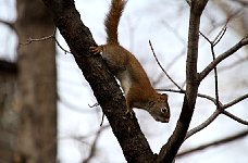 Squirrel in Quebec City aquarium