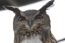 Owl in Quebec City aquarium