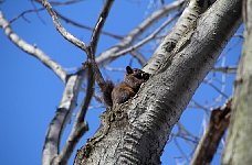 Squirrel near Lac Laberge