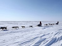 Dog sledding on Beaufort Sea