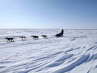 Dog sledding on Beaufort Sea