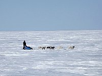 Dog sledding on Beaufort Sea