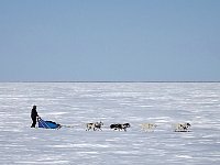 Dog sledding on Beaufort Sea