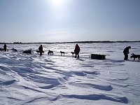 Dogsledding on the Mackenzie River