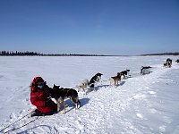 Playing with the dogs