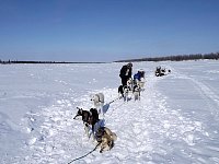 Playing with the dogs