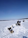 Playing with the dogs