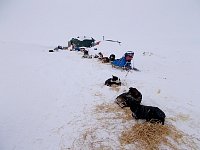 Dogs ignoring helicopter