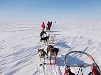 Dog sledding on Beaufort Sea