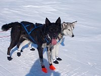 Happy dogs