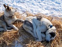 Dogs on straw bed at Shallow Bay