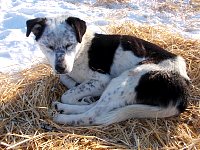 Dog on straw bed at Shallow Bay