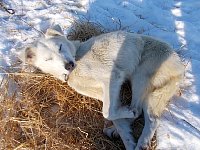 Dog on straw bed at Shallow Bay