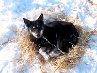 Dog on straw bed at Shallow Bay