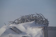 Antler collection