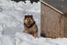 Fluffy sled dog