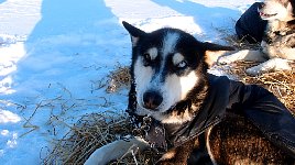 Dog relaxing