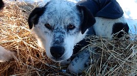 Dog relaxing