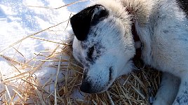 Dog on straw bed at Shallow Bay