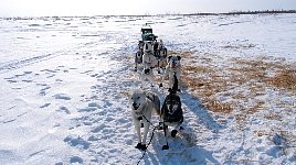 Dogs ready to go