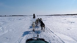 Dogsledding on the Mackenzie River