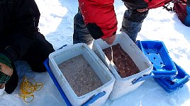 Dog food being prepared
