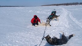 Playing with the dogs